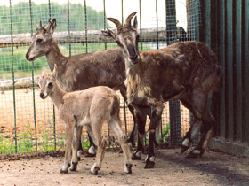 Смотреть фото Голубой баран Фото Голубой баран