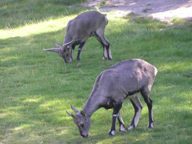 Смотреть фото Голубой баран Фото Голубой баран