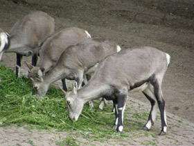 Смотреть фото Голубой баран Фото Голубой баран