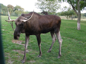 Смотреть фото Лось Фото Лось