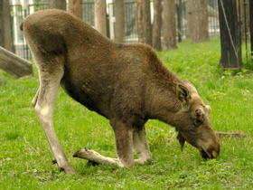 Смотреть фото Лось Фото Лось