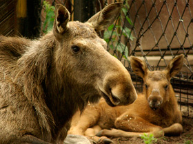 Смотреть фото Лось Фото Лось