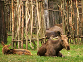 Смотреть фото Лось Фото Лось