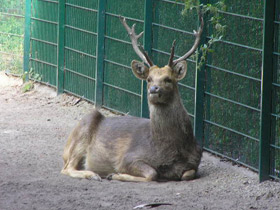 Смотреть фото Барасинга Фото Барасинга