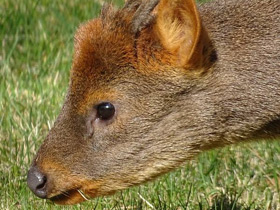 Смотреть фото Пуду Фото Пуду