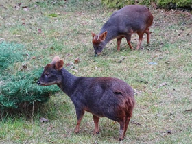 Смотреть фото Пуду Фото Пуду