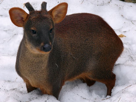 Смотреть фото Пуду Фото Пуду