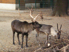 Смотреть фото Северный олень Фото Северный олень