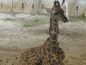 Смотреть фото Жираф Фото Жираф