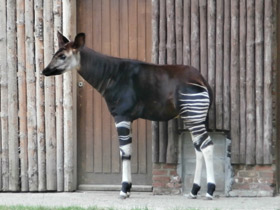 Смотреть фото Окапи Фото Окапи