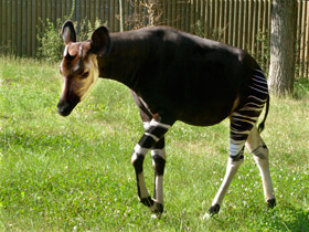 Смотреть фото Окапи Фото Окапи