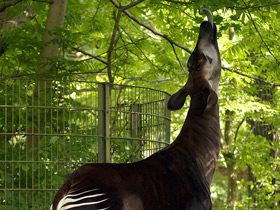 Смотреть фото Окапи Фото Окапи