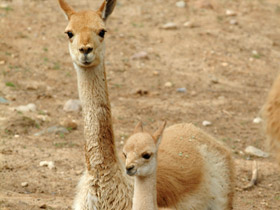 Викунья Викунья