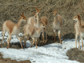 Фото Викунья