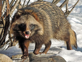 Смотреть фото Енотовидная собака Фото Енотовидная собака