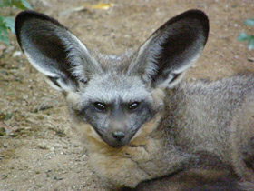 Смотреть фото Большеухая лисица Фото Большеухая лисица