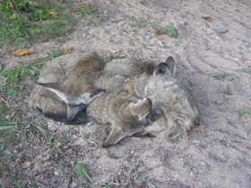 Смотреть фото Большеухая лисица Фото Большеухая лисица