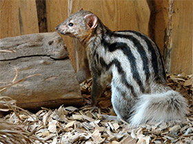 Смотреть фото Мунго Грандидье Фото Мунго Грандидье