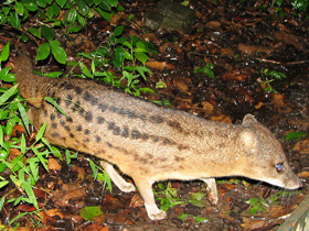 Смотреть фото Фаналука Фото Фаналука