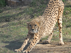 Смотреть фото Гепард Фото Гепард