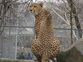 Смотреть фото Гепард Фото Гепард