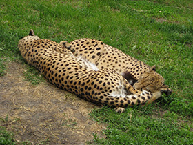 Смотреть фото Гепард Фото Гепард