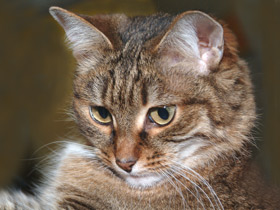 Домашняя кошка Домашняя кошка