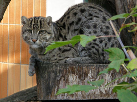 Смотреть фото Кот-рыболов Фото Кот-рыболов