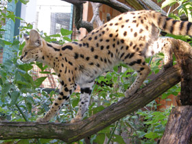 Смотреть фото Сервал Фото Сервал