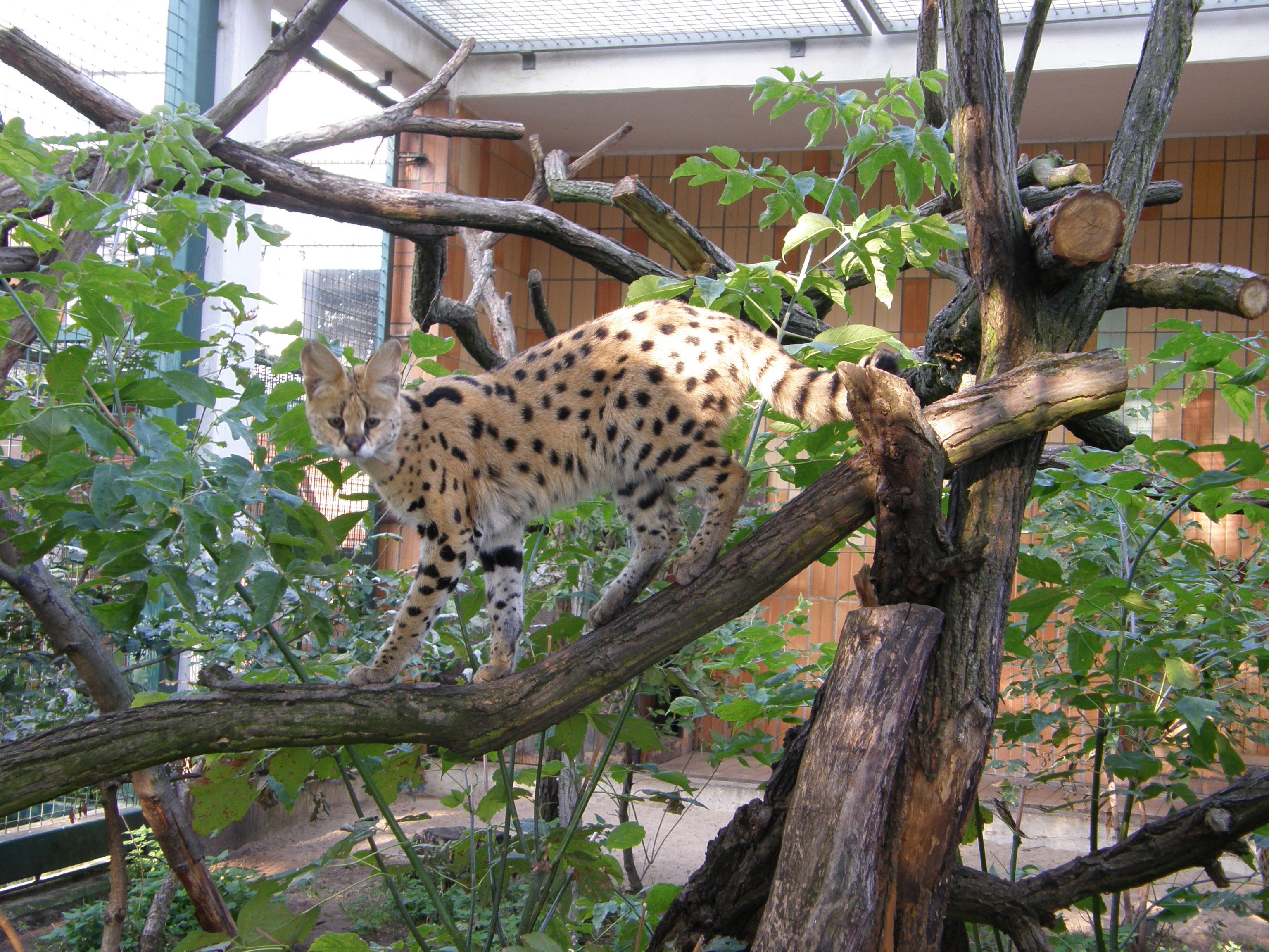 Смотреть фото Сервал Фото Сервал