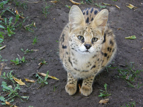 Смотреть фото Сервал Фото Сервал