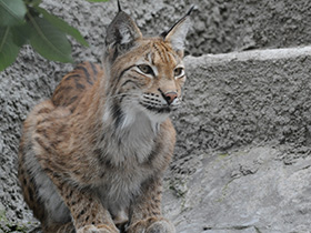 Смотреть фото Европейская рысь Фото Европейская рысь