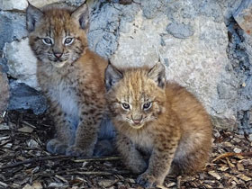 Смотреть фото Европейская рысь Фото Европейская рысь