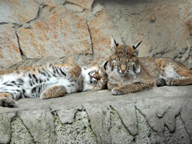 Смотреть фото Рыжая рысь Фото Рыжая рысь