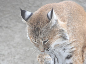 Смотреть фото Рыжая рысь Фото Рыжая рысь