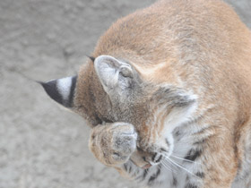 Смотреть фото Рыжая рысь Фото Рыжая рысь