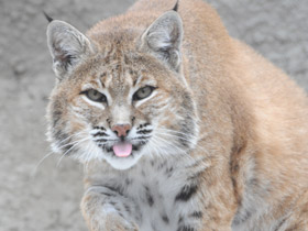 Смотреть фото Рыжая рысь Фото Рыжая рысь