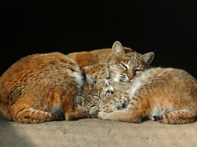 Рыжая рысь Рыжая рысь