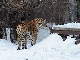 Фото Амурский тигр
