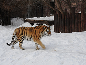 Фото Амурский тигр