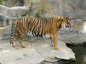 Смотреть фото Суматранский тигр Фото Суматранский тигр