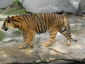 Смотреть фото Суматранский тигр Фото Суматранский тигр