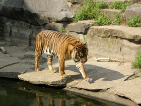 Смотреть фото Суматранский тигр Фото Суматранский тигр