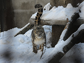 Смотреть фото Ирбис Фото Ирбис