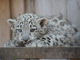 Ирбис Ирбис