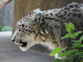 Ирбис Ирбис