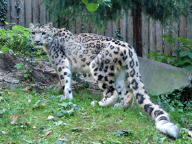 Смотреть фото Ирбис Фото Ирбис