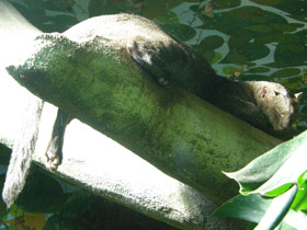 Смотреть фото Ягуарунди Фото Ягуарунди