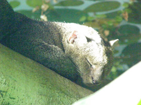 Смотреть фото Ягуарунди Фото Ягуарунди