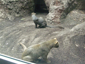 Смотреть фото Ягуарунди Фото Ягуарунди